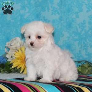 Flamingo, Maltipoo Puppy